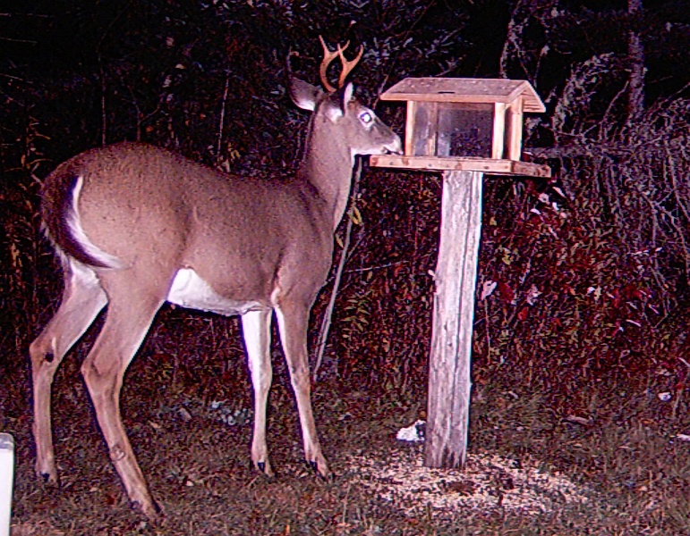 Deer_4-pointer100809_2141hrs.jpg - My beautiful picture